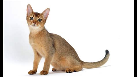 abyssinian cat breeders in virginia - YouTube