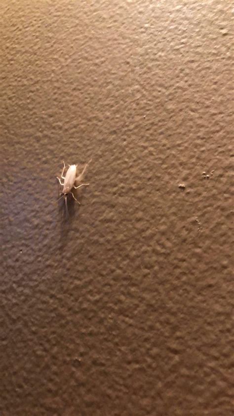 Saw an albino roach | Roaches, Albino, Animals