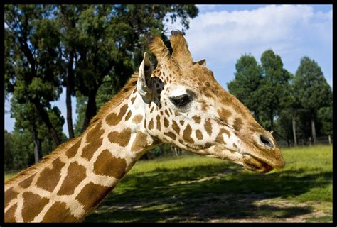 Dubbo Zoo-001& | Dubbo Zoo | John | Flickr