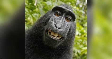 Settlement Reached: 'Monkey Selfie' Case Broke New Ground for Animal ...