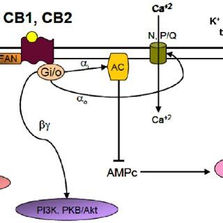 Main signaling pathways activated by cannabinoid receptors. The ...