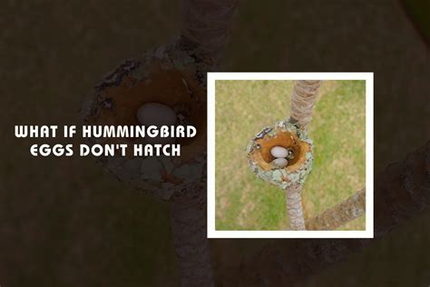 What If Hummingbird Eggs Don't Hatch? - Wild Bird Buzz