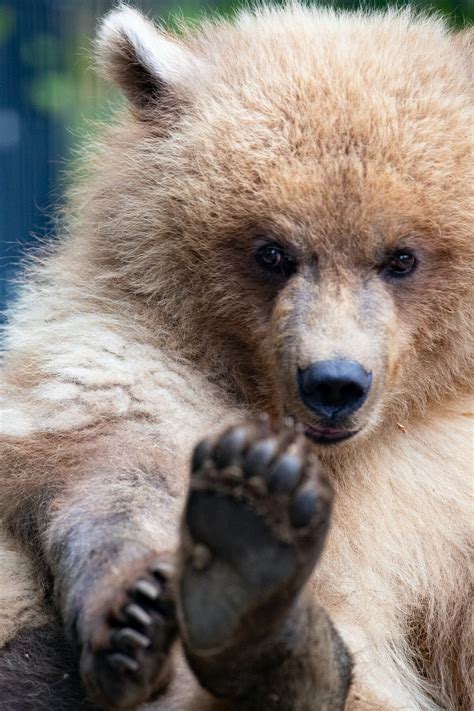 Zoo takes in orphaned brown bear cub from Alaska “Sassy” cub temporarily living in non-public ...