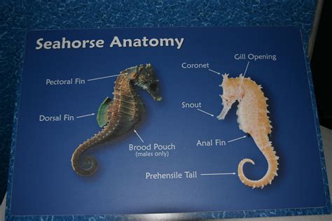 Seahorse Anatomy | From the Chattanooga, TN Aqaurium. | meanmustard1982 | Flickr