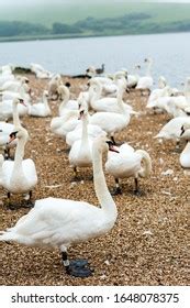 Group Swans Feeding Time Abbotsbury Swannery Stock Photo 1254817540 | Shutterstock