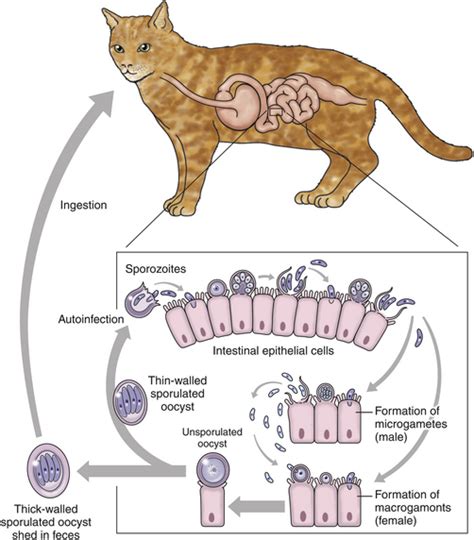 Cryptosporidiosis | Veterian Key