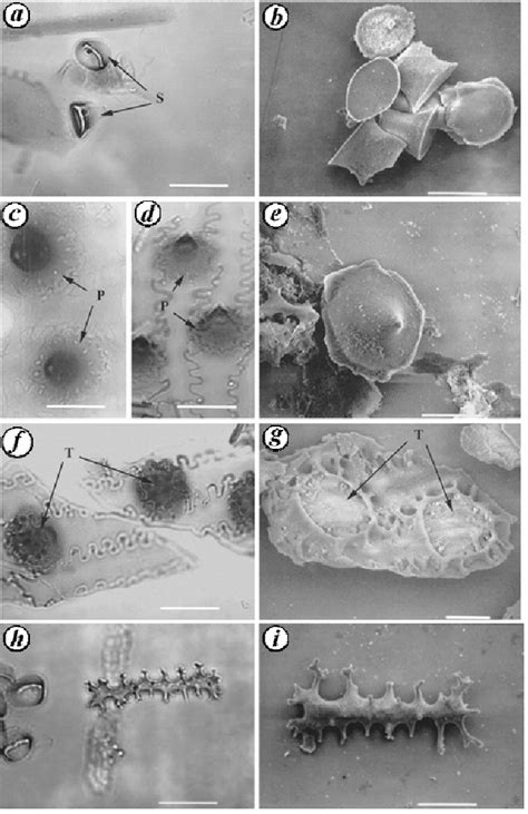 Figure 2 from Role of phytolith occluded carbon of crop plants for ...