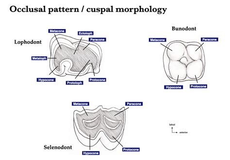 Omnivore Teeth Diagram