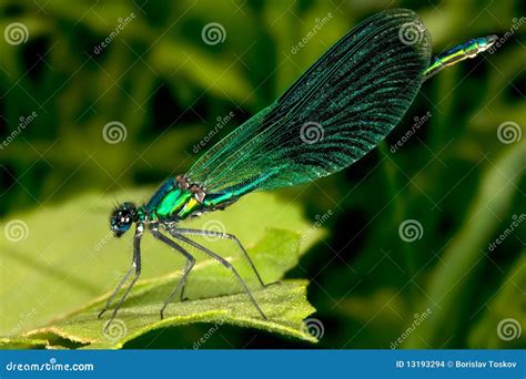 Green Damselfly Stock Images - Image: 13193294