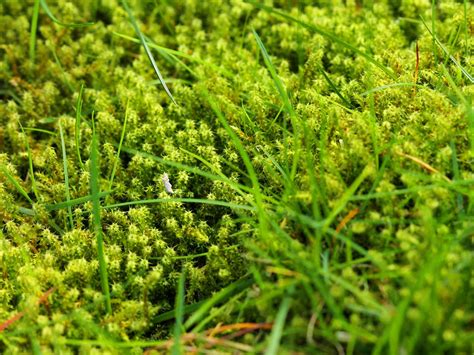 A Few Tips on Moss Removal and Lawn Care - Iamtreatmentalliance