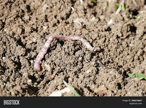 Earthworm Useful Soil Image & Photo (Free Trial) | Bigstock