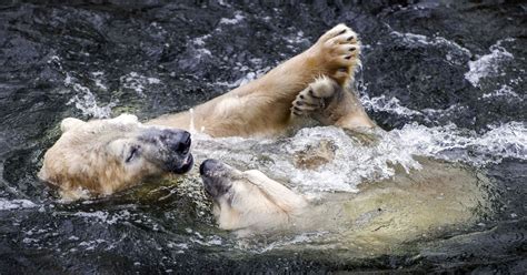 Polar Bears Switch Diets to Survive, Studies Say