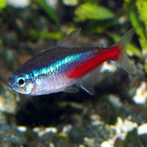 Buy Neon Tetra Online- Tropical Fish- Aquatics To Your Door