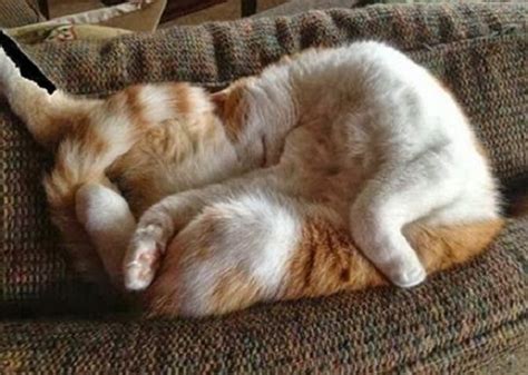 Ten Cats Sleeping in Strange and Uncomfortable Positions