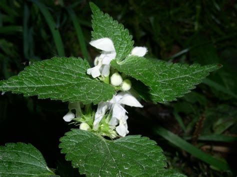 Nettle Flower Free Stock Photo - Public Domain Pictures