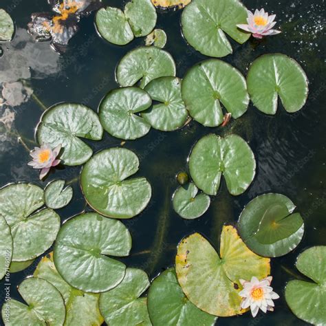 Water lilies in the pond view from the top Stock Photo | Adobe Stock