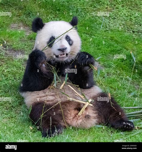 Giant pandas, bear pandas, baby panda and his mother eating bamboo Stock Photo - Alamy