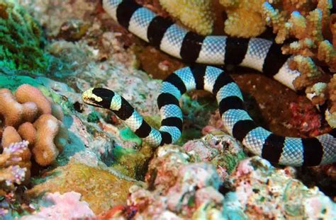 Sea Snake Facts | Sea Snake Diet & Habitat