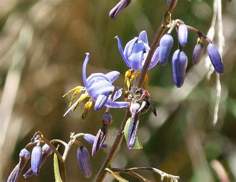 Dianella caerulea | Blue Flax Lily | 10 Seeds