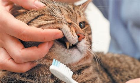 Brushing Your Cats Teeth | Tufts Catnip