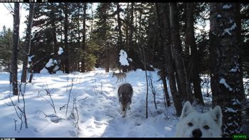 Wolves - Riding Mountain National Park