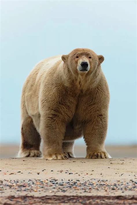 Fat polar bear that is 30st overweight gets unflattering nickname from ...