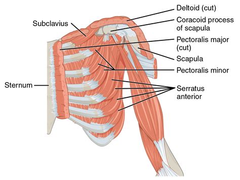 How to Release the Pectoralis Minor - MS Physiotherapy