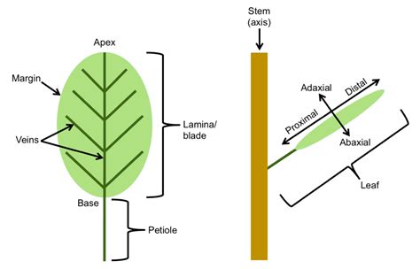 Types of Leaf NEET Notes | EduRev