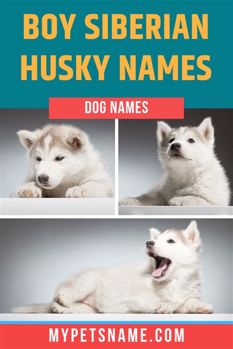 Boy Siberian Husky Names | Husky names, Siberian husky names, Husky