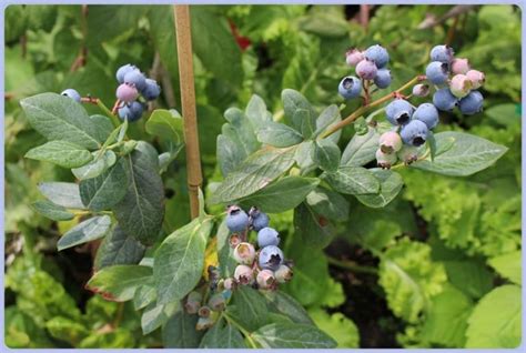 How to Select Blueberry Varieties for Your Location – My Little Green Garden