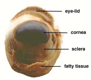 biology: Sheep Eye Dissection