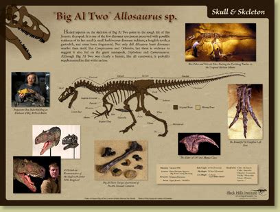 Allosaurus sp. BIG AL TWO Skeleton – Skeleton Poster – Media Display ...