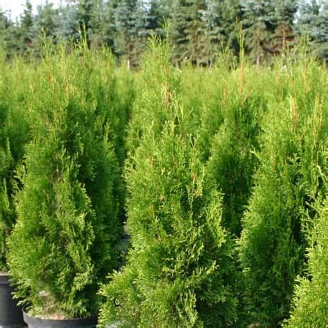 Buy Thuja occidentalis 'Smaragd' Online - Southern Woods