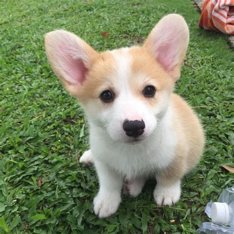 “Tất tần tật” về giống chó Corgi mông to, chân ngắn | Thú con, Cún con, Chó corgi con