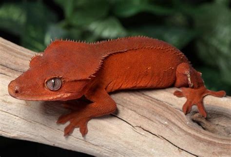 10 Cute Crested Gecko Morphs - ReptileWorldFacts