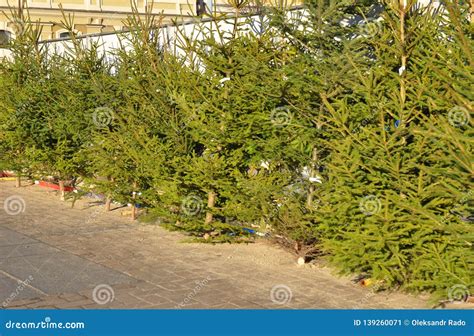 Fresh Balsam Fir Christmas Trees for Sale on the Fir Market. Choose the ...