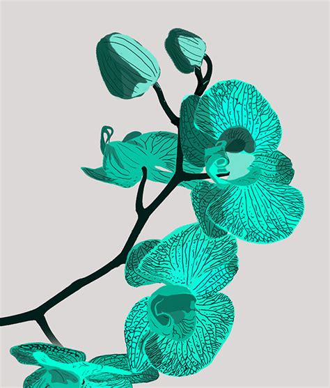 Orchid color scheme on Behance