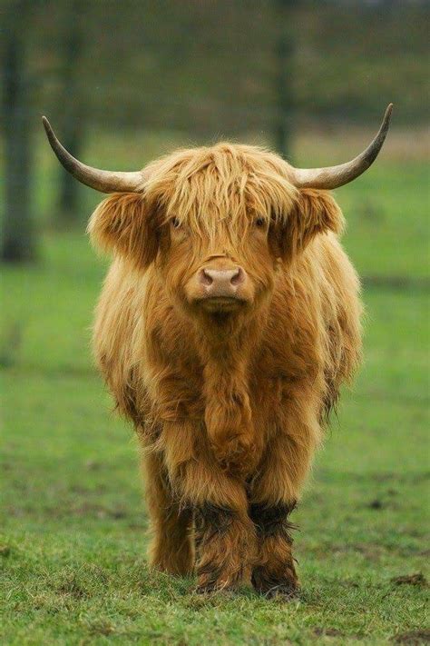 Scottish Highland Cattle | Cute cows, Fluffy cows, Animals