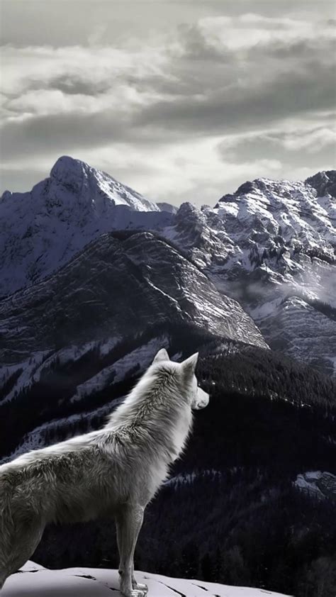 23 Wolf iPhone Wallpapers - Wallpaperboat