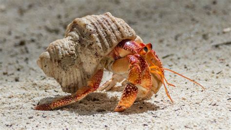 What Do Hermit Crabs Eat? - American Oceans