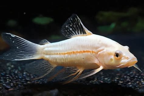 How Long Do Albino Cory Catfish Live? - Aquarium Swimming Pool and Spa