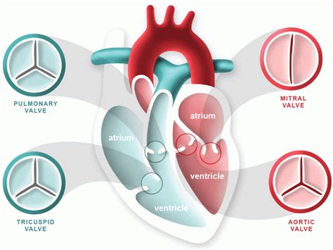 Structural Heart Programme TAVI for Aortic Stenosis - CVSKL