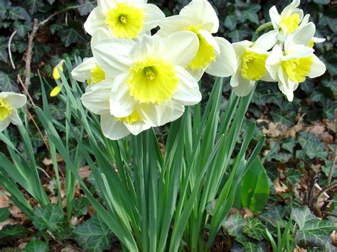 Early Daffodils | Daffodils, Plant life, Plants