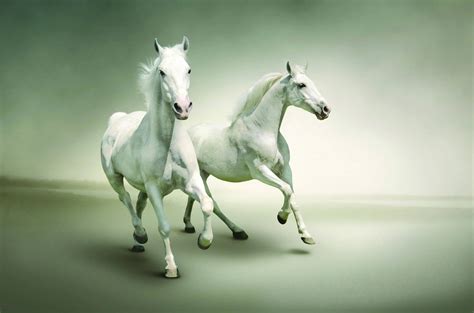 Fondos de pantalla : blanco, verde, Pareja, corriendo, yegua, melena, Caballo como mamífero ...