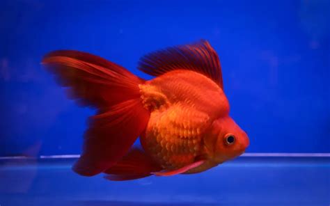 Ryukin Goldfish Care: Complete Guide for Beginners - AquariumNexus