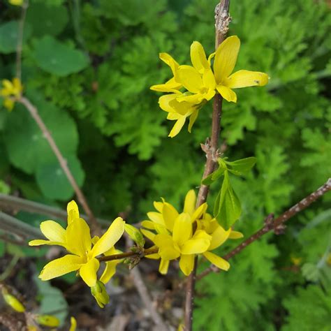 Forsythia suspensa, Golden Bells in GardenTags plant encyclopedia