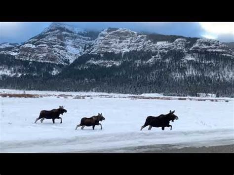 Finding Moose in Yellowstone - A Yellowstone Life | Yellowstone ...