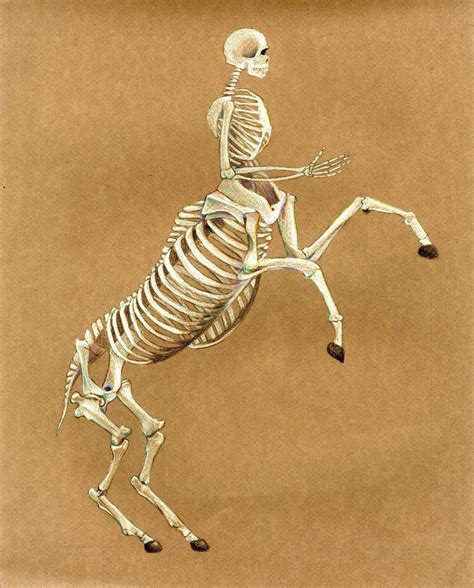 Centaur Skeleton by megantruax on deviantART | Centaur, Skeleton art, Mythical monsters