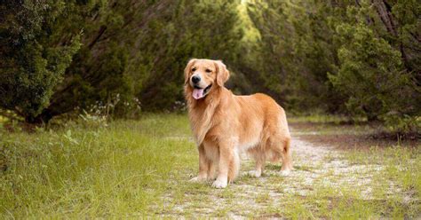 10 Facts & Secrets About Golden Retriever (2024) | Petmeetly