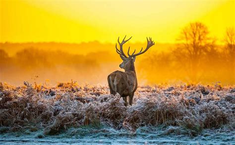 Hoge Veluwe National Park (2) - Living + Nomads – Travel tips, Guides ...